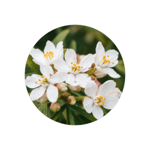 NEROLI / APPELSINBLOMST