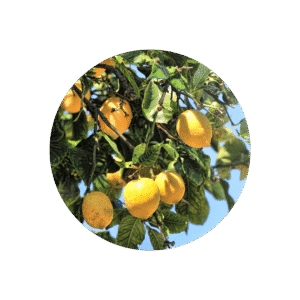 CITRON