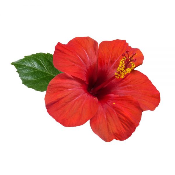 HIBISCUS GEL - Image 2