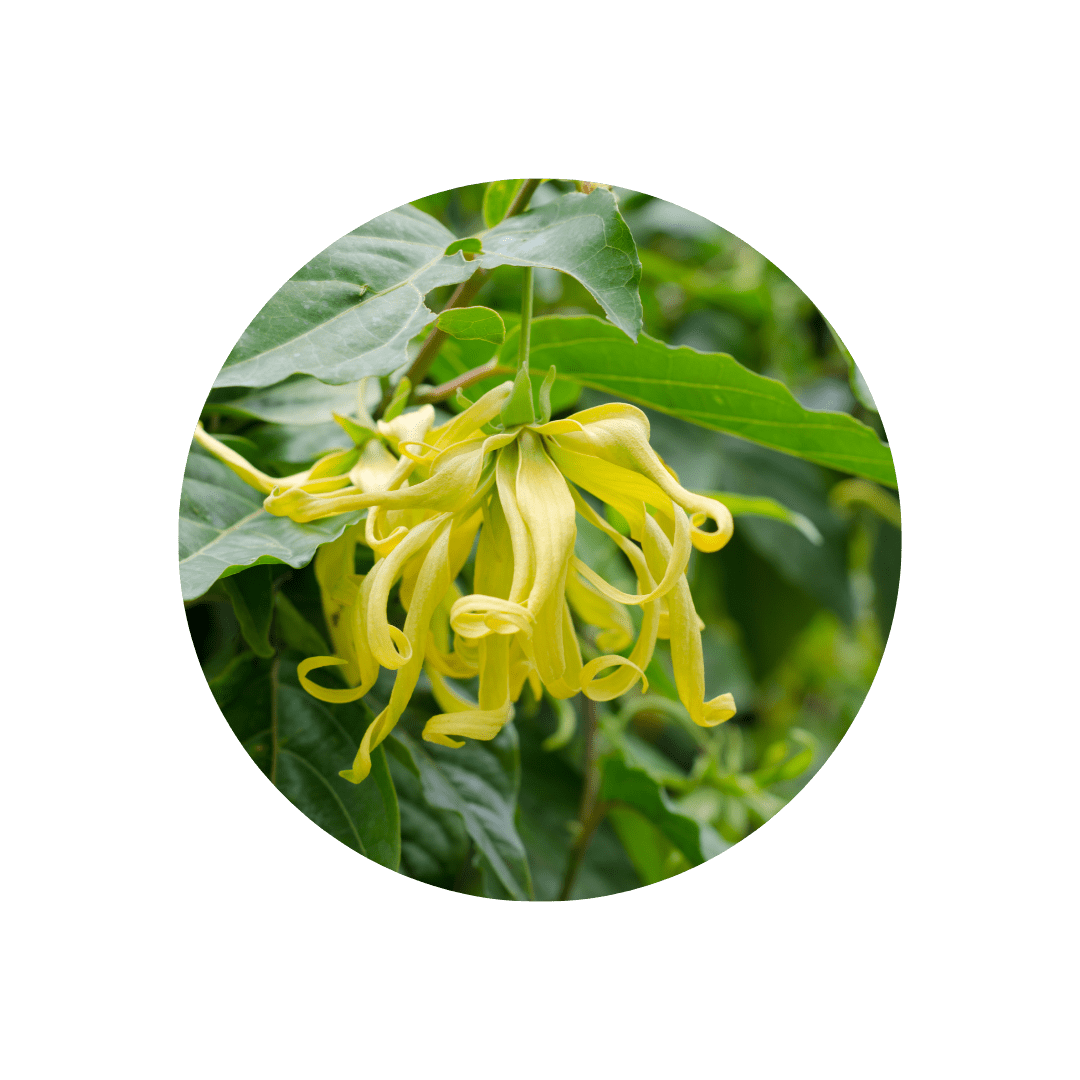 YLANG YLANG