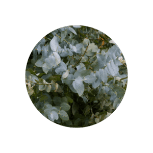 EUKALYPTUS