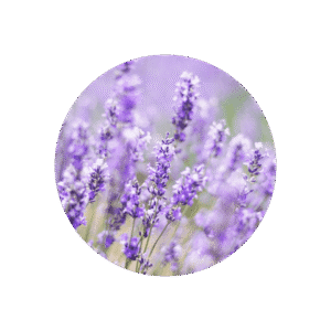 LAVENDEL